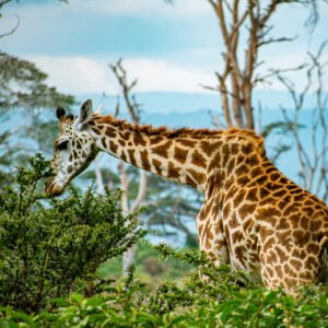 5 Days Maasai Mara Safari