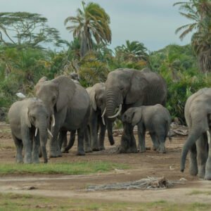 3 Days Amboseli Adventure
