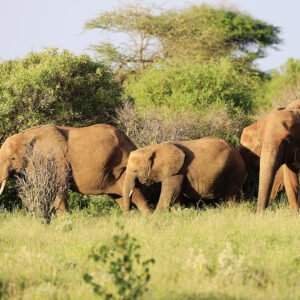 3 Day Tsavo Experience
