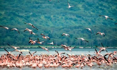 Flamingo Escape – 1 Day Lake Nakuru Safari