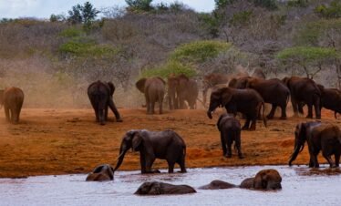 Wild Trails – 3 Days Tsavo Safari