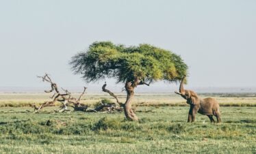 Majestic Giants – 3 Days Amboseli Adventure