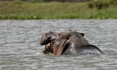 Serenity by the Lake – 1 Day Lake Naivasha Escape
