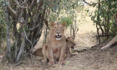 The Great Plains Safari – 5 Days Maasai Mara Expedition